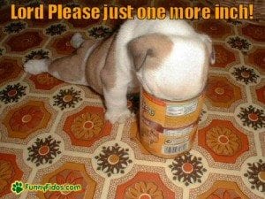 funny-dog-picture-puppy-with-head-in-can